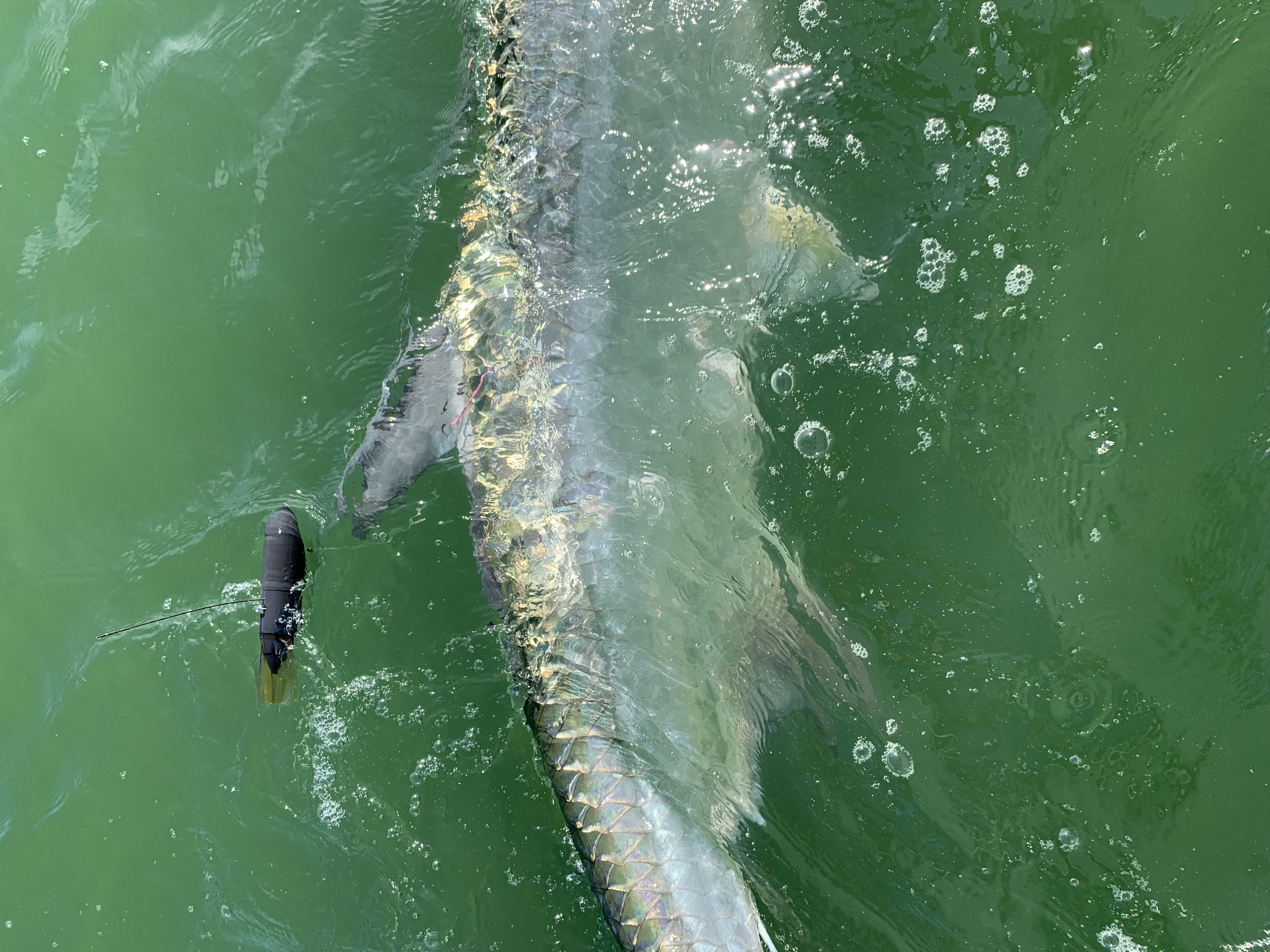 tarpon with satellite tag